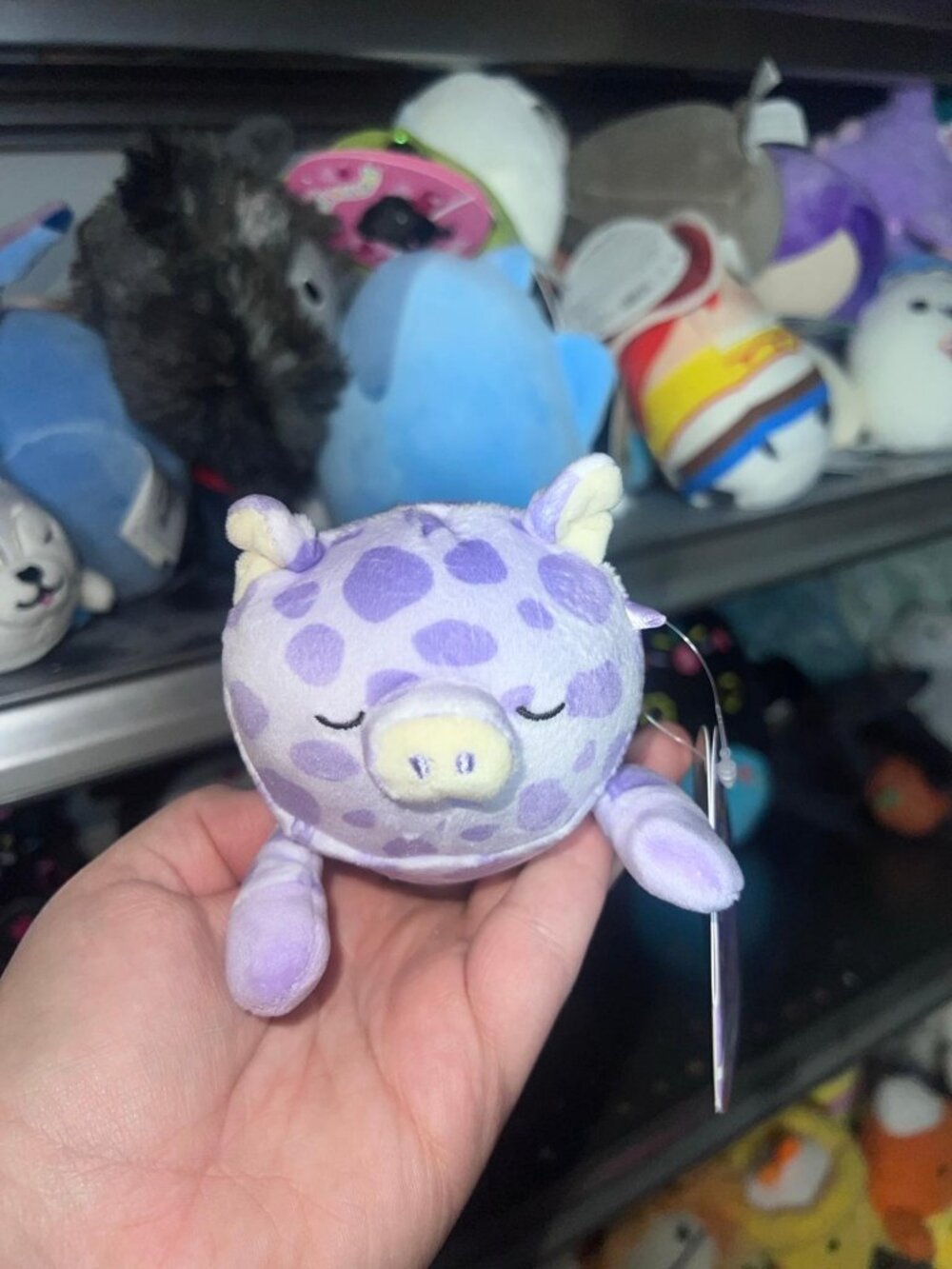 HTF 5” Squishmallow Sleepamallow Pammy the Pig NWT
